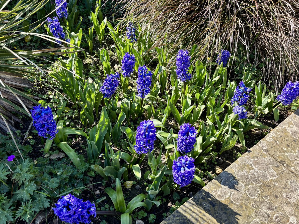 Patricia Young tweet media