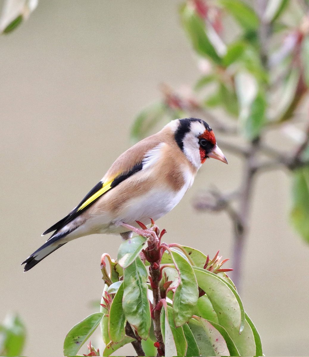 Rob Aitchison tweet media