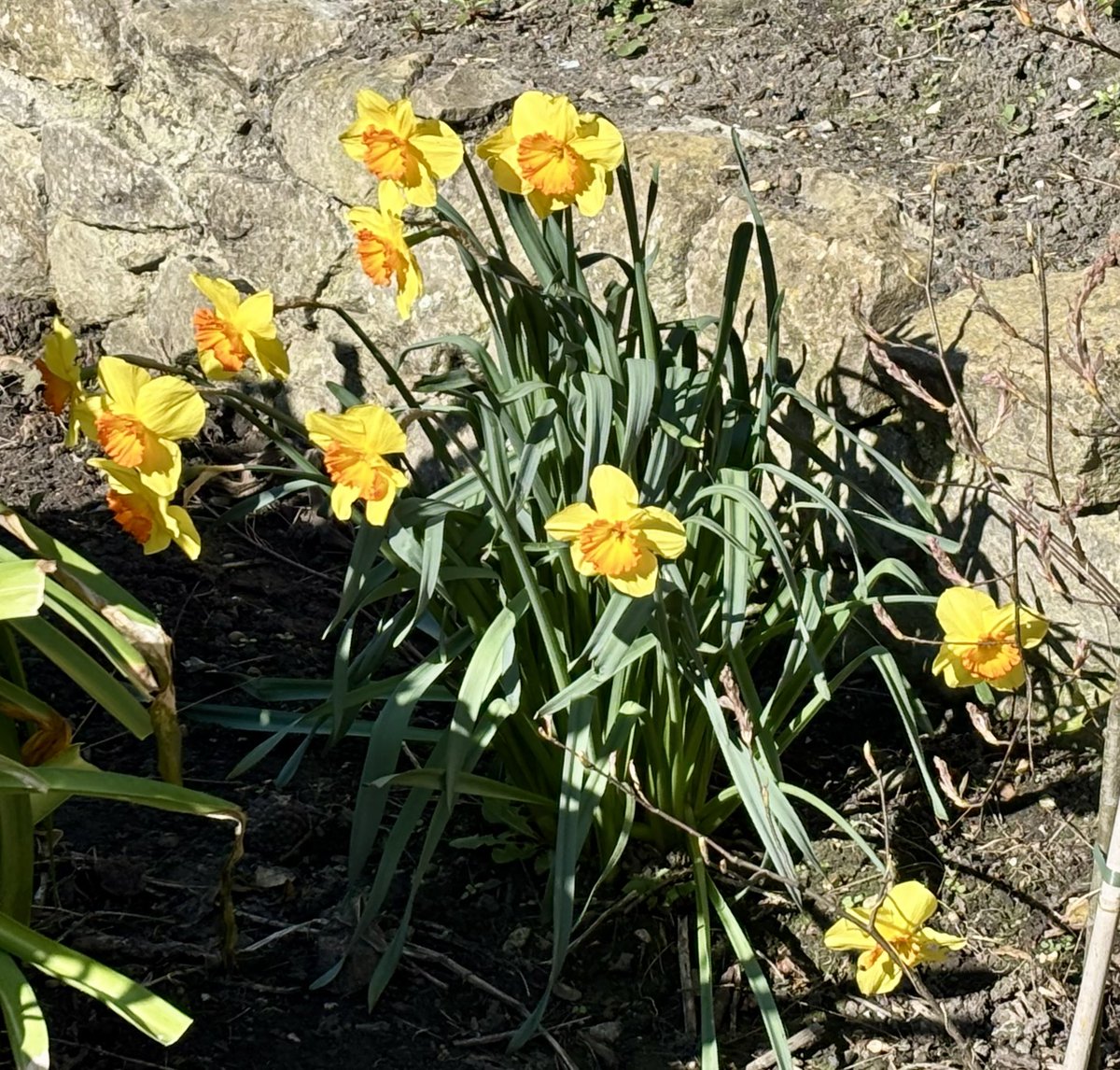 Patricia Young tweet media