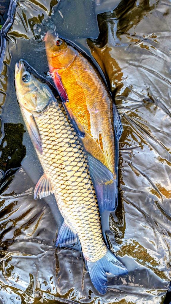 Středočeská Sešívka🇨🇿🇺🇦🇮🇱 tweet media