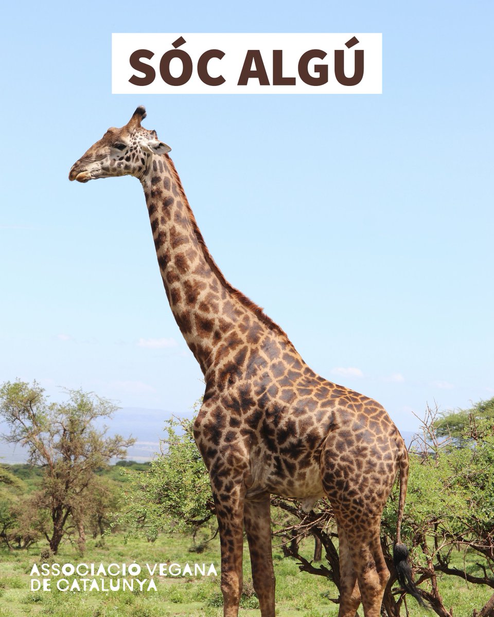Les girafes recorren quilòmetres, decideixen, viuen en llibertat. En zoos i turisme, tot això desapareix: confinament, explotació i espectacle. No són una experiència, són individus. Deixa de normalitzar-ho. 

#AssociacioVeganaCatalunya