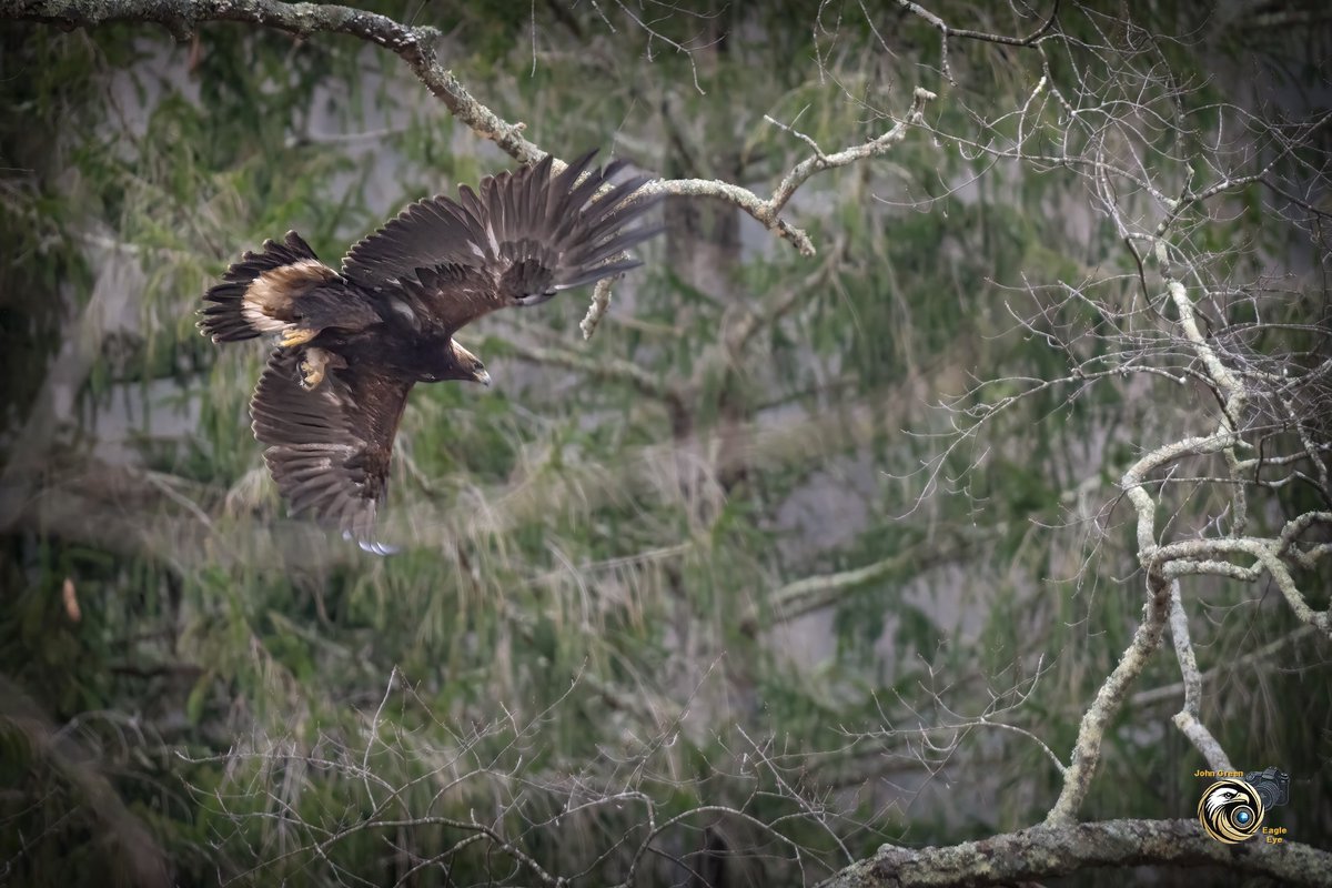 johncgreen's tweet photo. A GOLDEN EAGLE IN NORTH CENTRAL PA?
As she banked sharply through the intricate maze of pine branches, the absolute proof of my wild suspicions was suddenly staring me right in the lens! This wasn’t some awkward juvenile bald eagle learning the ropes; I had just stumbled upon a magnificent, bona fide Golden Eagle! The undeniable evidence was all there on brilliant display as she maneuvered away from my parked vehicle: that wide, unmistakable dark band at the tip of her tail feathers, those stylish feathery pantaloons extending all the way down to her ankles, and of course, that glittering golden cape crowning the back of her head like raptor royalty. To witness such a rare and regal visitor gracing His woodland kingdom in early March is the kind of heart-pounding jackpot that makes every single mile driven absolutely worth it. The sheer thrill of documenting this majestic queen of the skies is exactly why I keep rolling through these mountains, and I can hardly wait to show you the rest of her spectacular flight! See less
