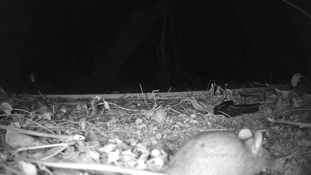 PhotoSaitama's tweet photo. What Japanese mice do in the shadows.
日本のネズミたちが影で何をしているのか。
#crowkazoku
#fieldmice
#fieldmouse
@CrowKazoku
Follow, like, subscribe! Arigato https://t.co/C9G10KSi0R