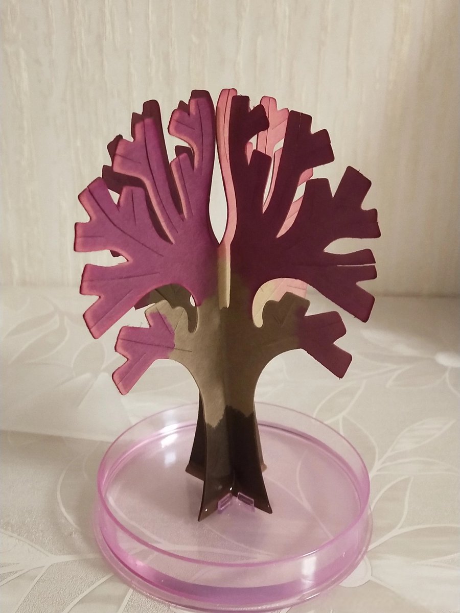 Sora Nomoto® tweet media