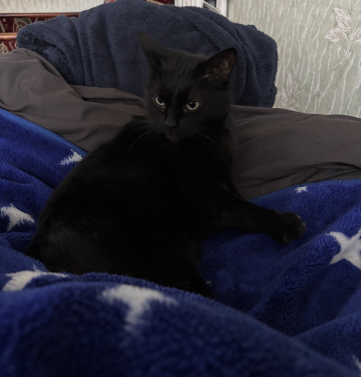 біла кишка tweet media