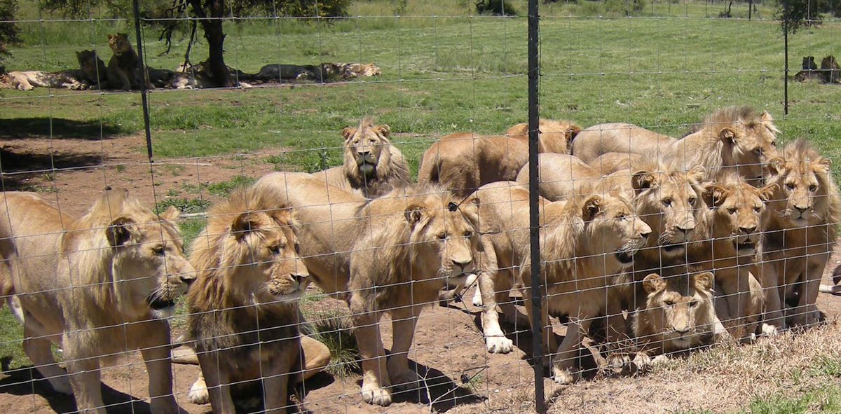 SueSpurgin's tweet image. The reputational cost of #lion farming in #South Africa’s wildlife economy is eroding the credibility on which that reputation depends. @willieaucamp1 @environmentza time to #cancelcaptivity before #BrandSA 🇿🇦 tourism suffers more damage! 
dailymaverick.co.za/opinionista/20…