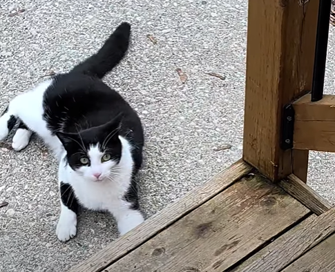 Guelph Lost Pets tweet media