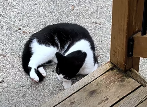 Guelph Lost Pets tweet media