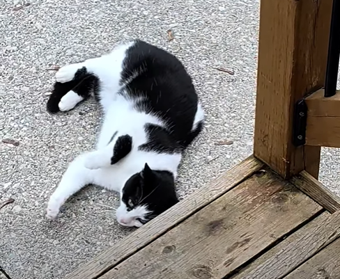 Guelph Lost Pets tweet media