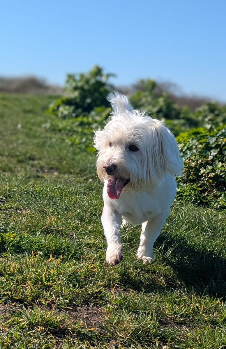 Ernie (and lil' bro Stan) 🐾 tweet media