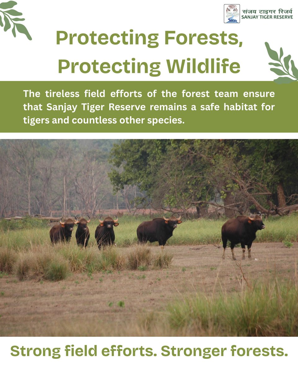 Sanjay Tiger Reserve, Madhya Pradesh tweet media