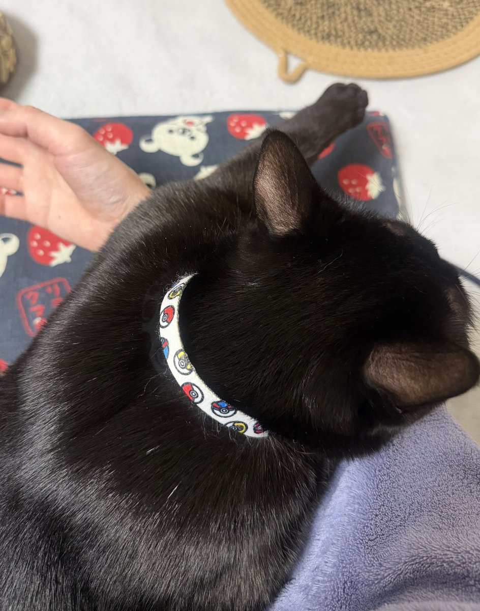 ねまきねこ@ふわこは tweet media