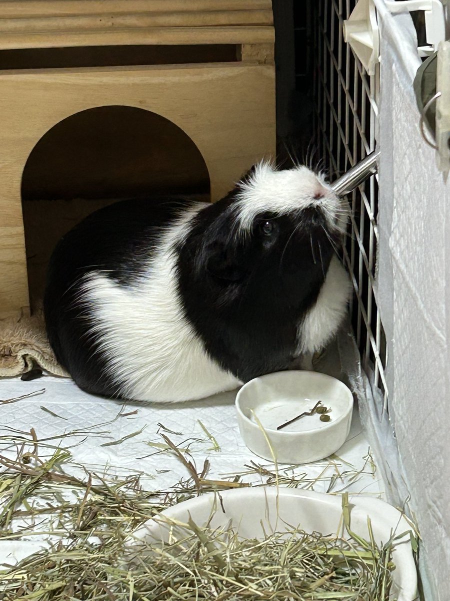 もるぱんだ tweet media