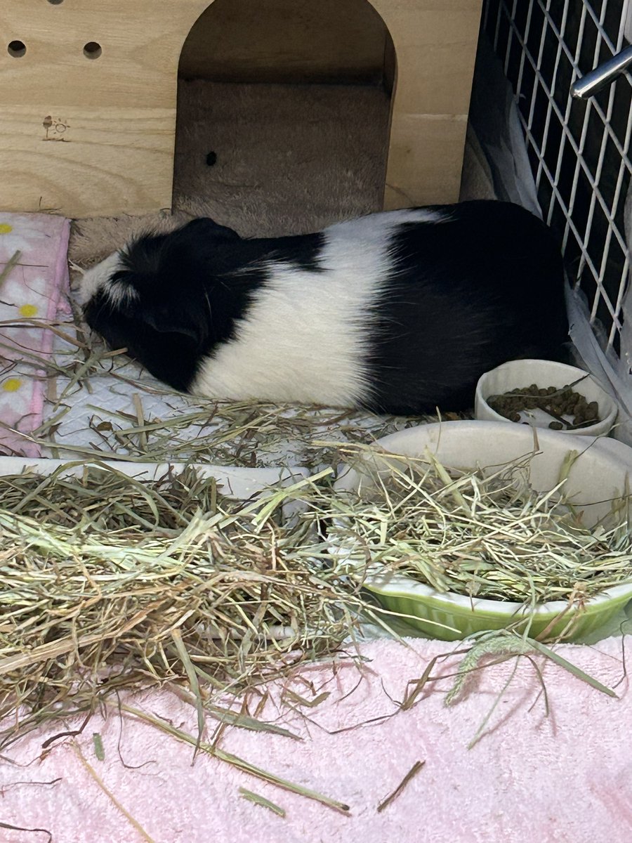 もるぱんだ tweet media