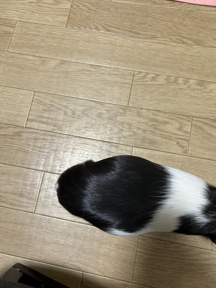 もるぱんだ tweet media