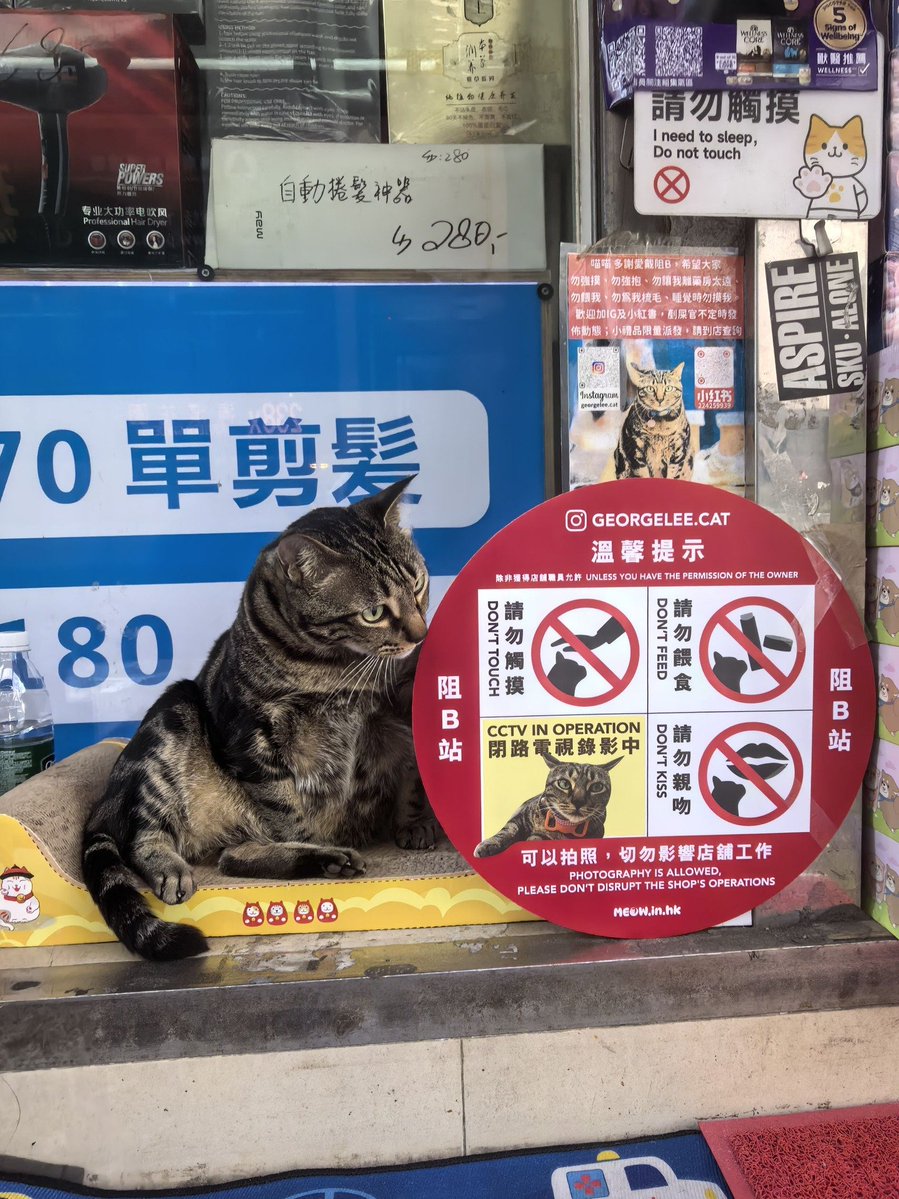 cats with jobs 🛠 tweet media