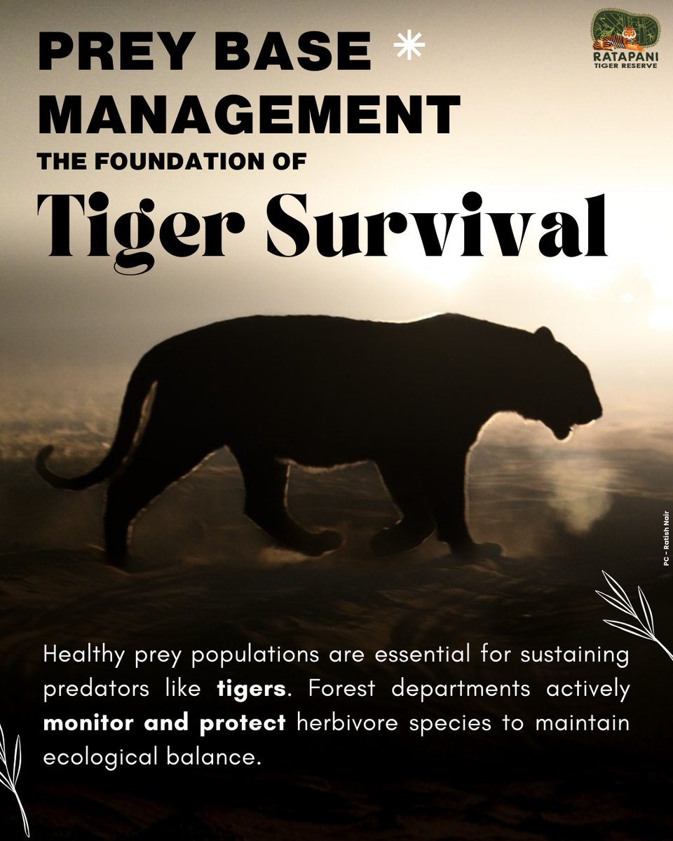 Ratapani Tiger Reserve tweet media