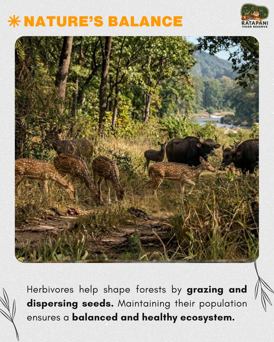 Ratapani Tiger Reserve tweet media