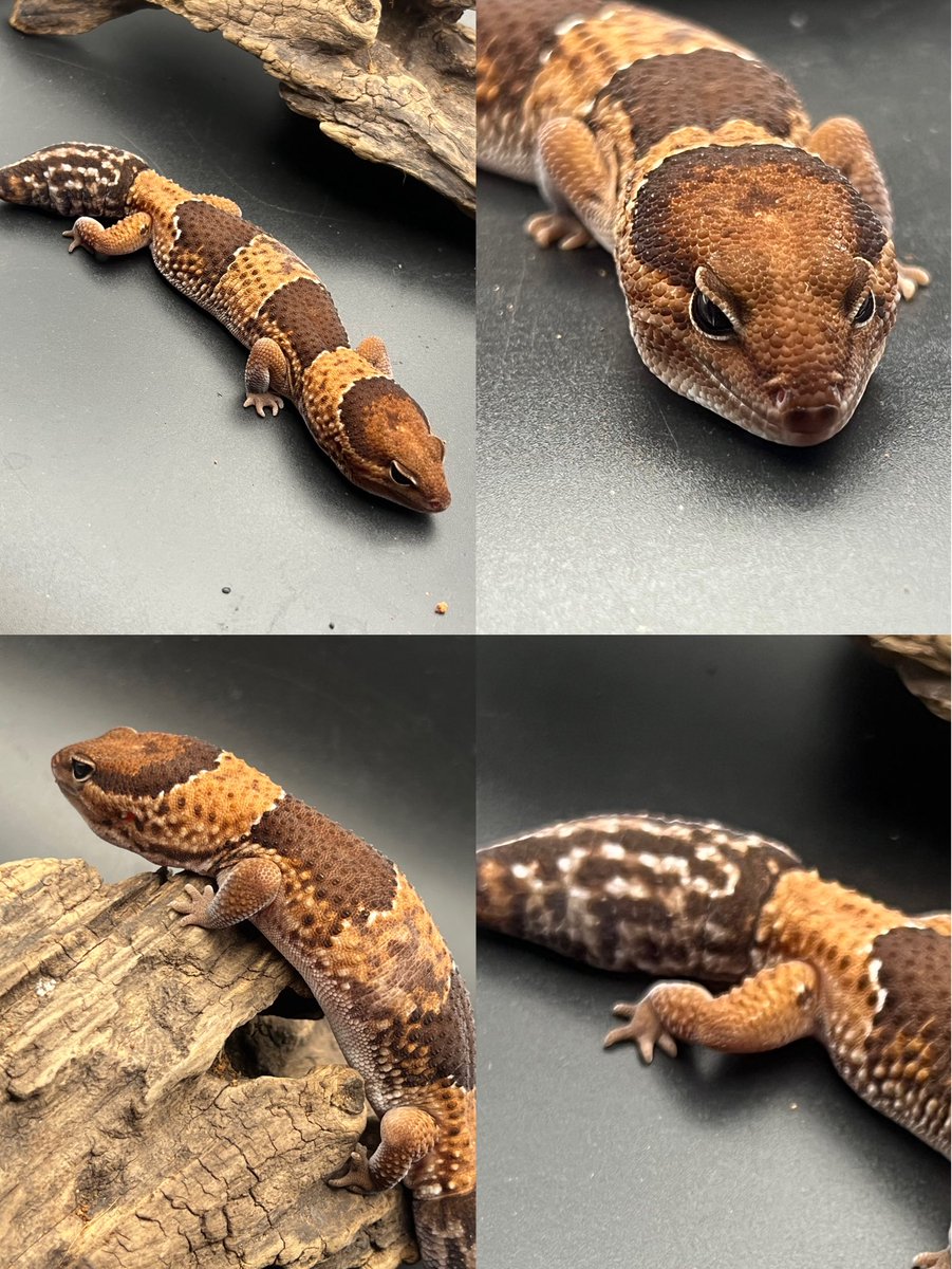 Reptiles Shop Queen tweet media