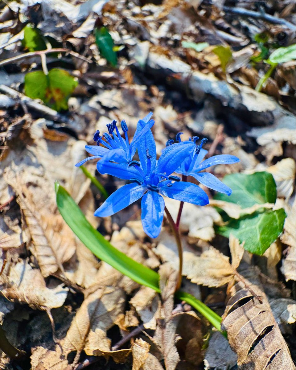 Milli Parklar tweet media