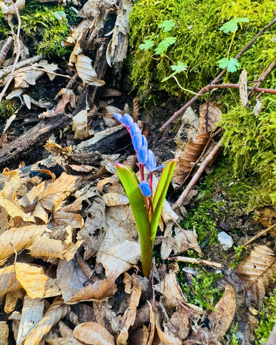 Milli Parklar tweet media