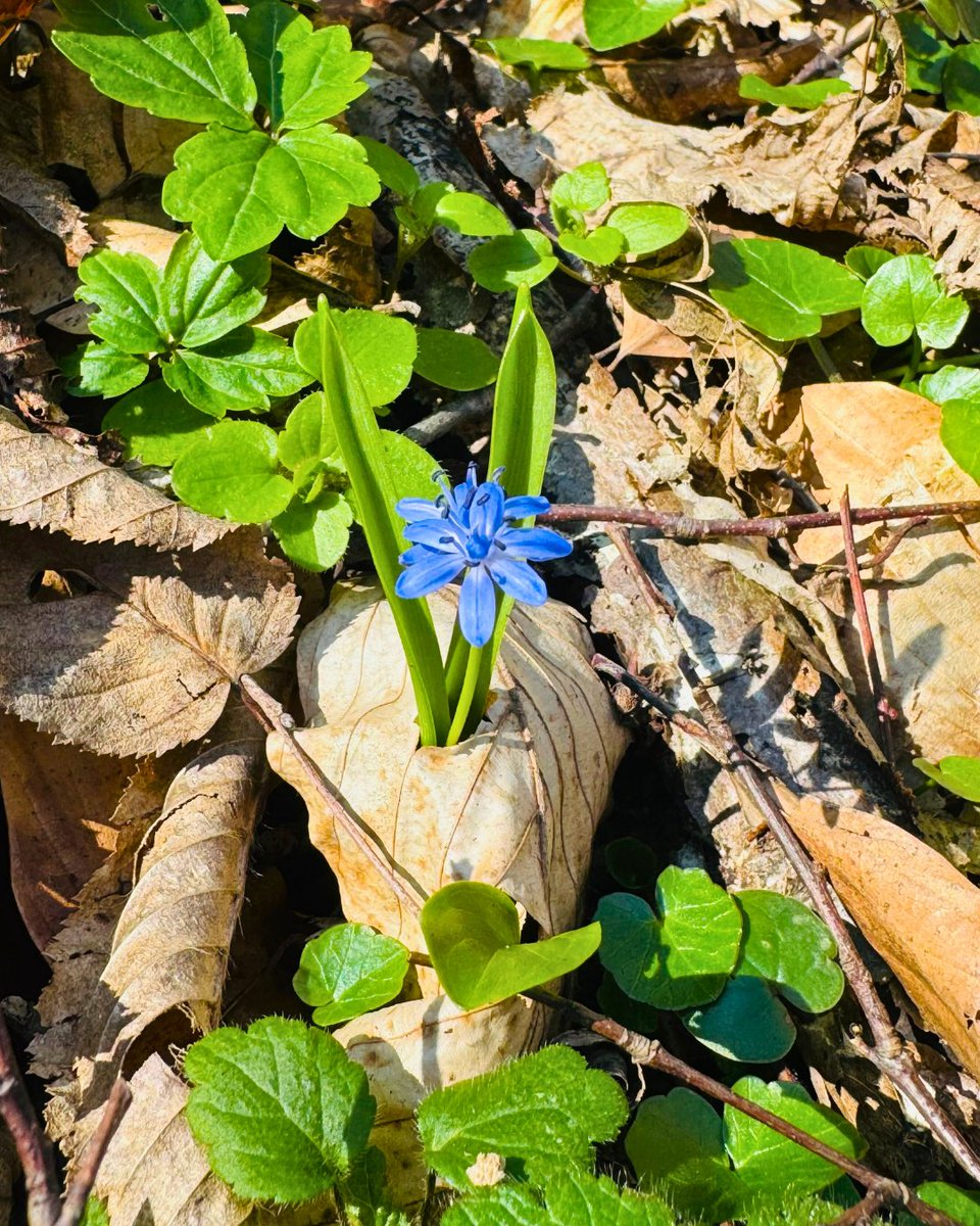 Milli Parklar tweet media