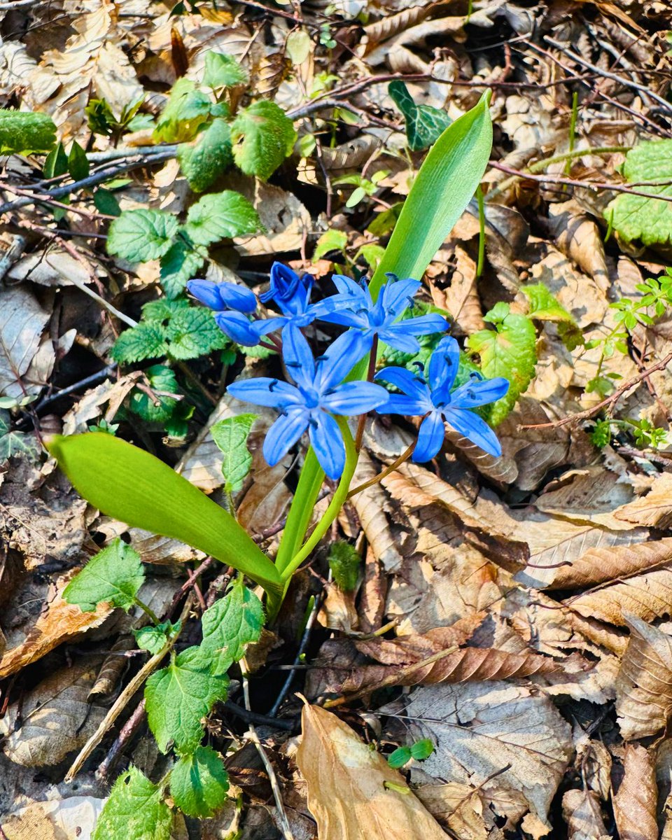 Milli Parklar tweet media