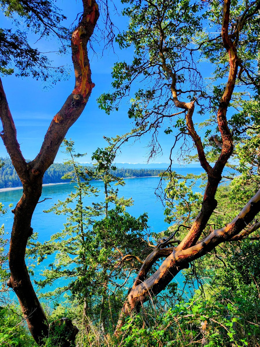 SusanInSeattle 🌸 💕🌸 tweet media