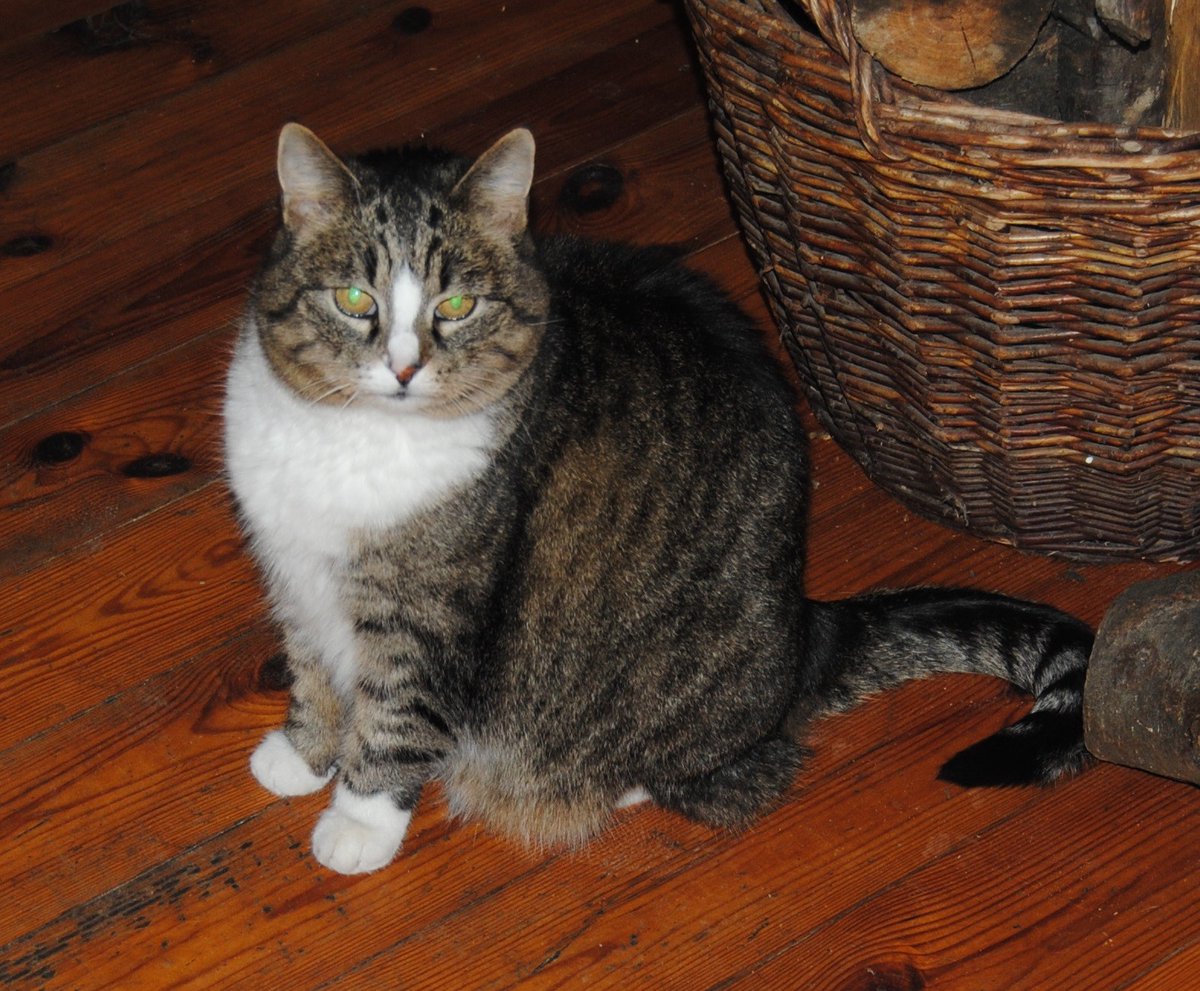 Jerry Coyne tweet media