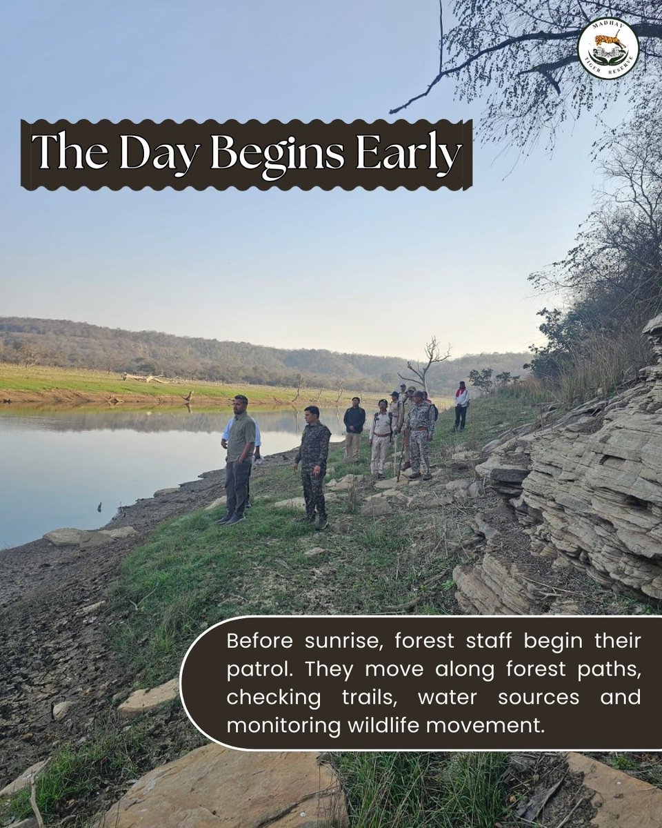 Madhav Tiger Reserve tweet media