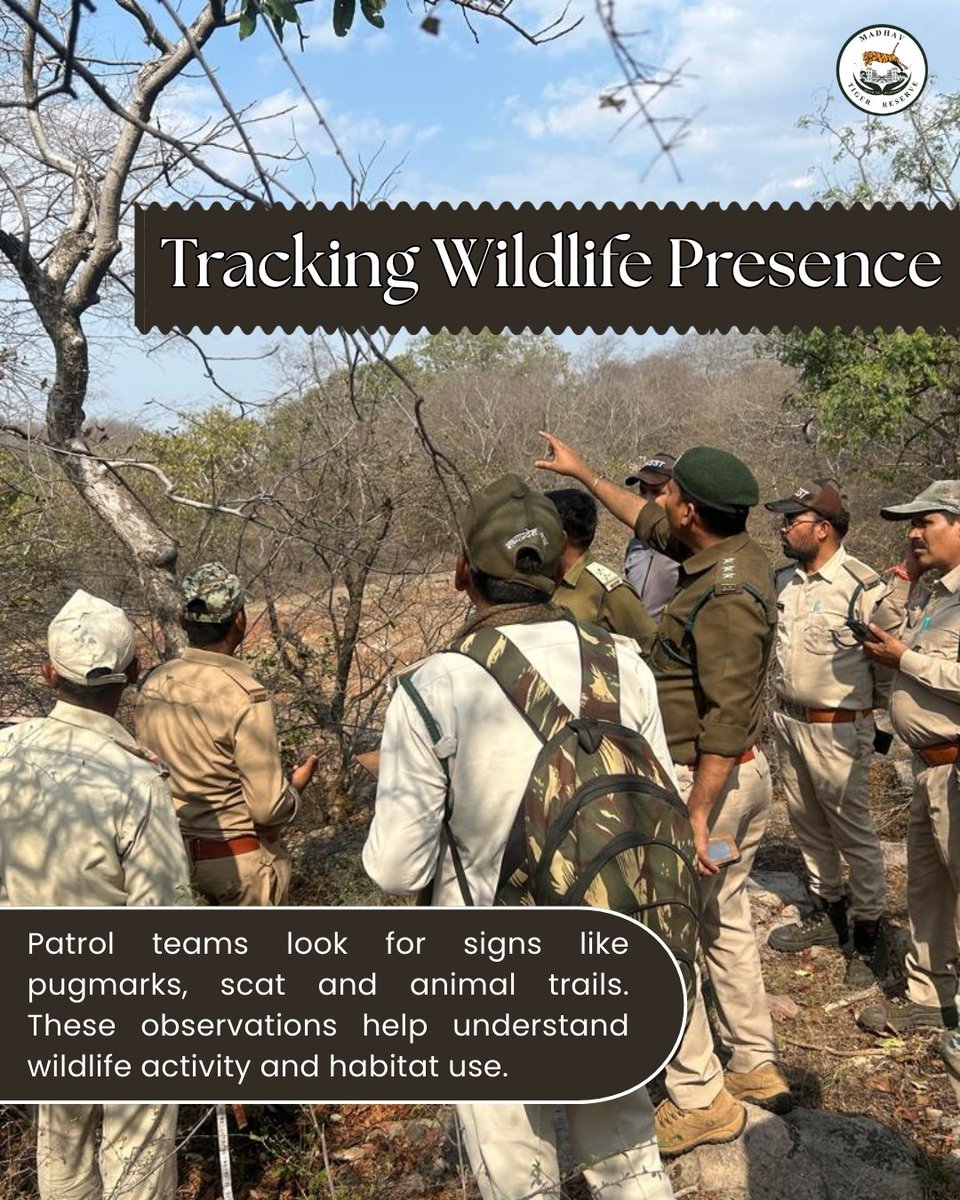 Madhav Tiger Reserve tweet media