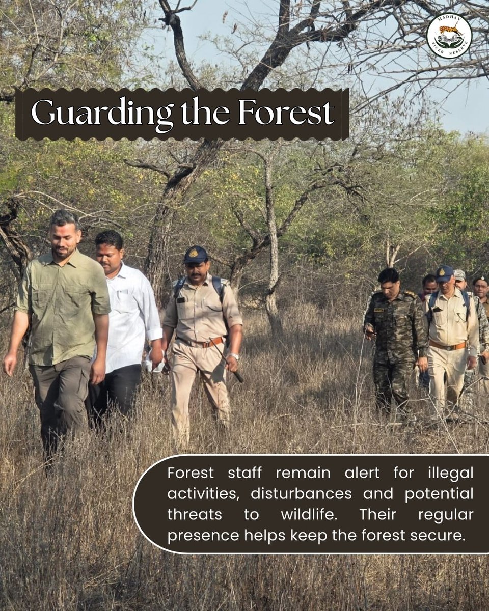 Madhav Tiger Reserve tweet media