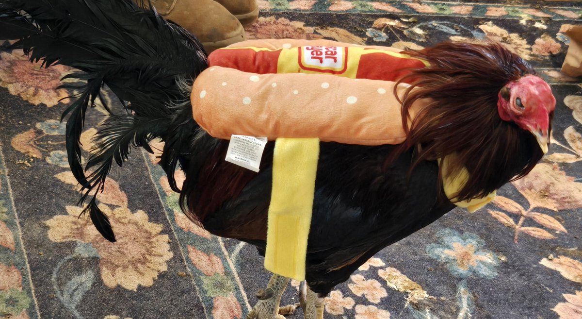 🕸Metro_Mutt🕸 tweet media