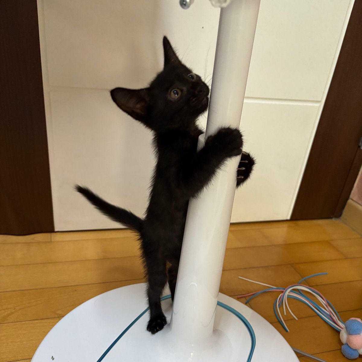 순냥이 tweet media