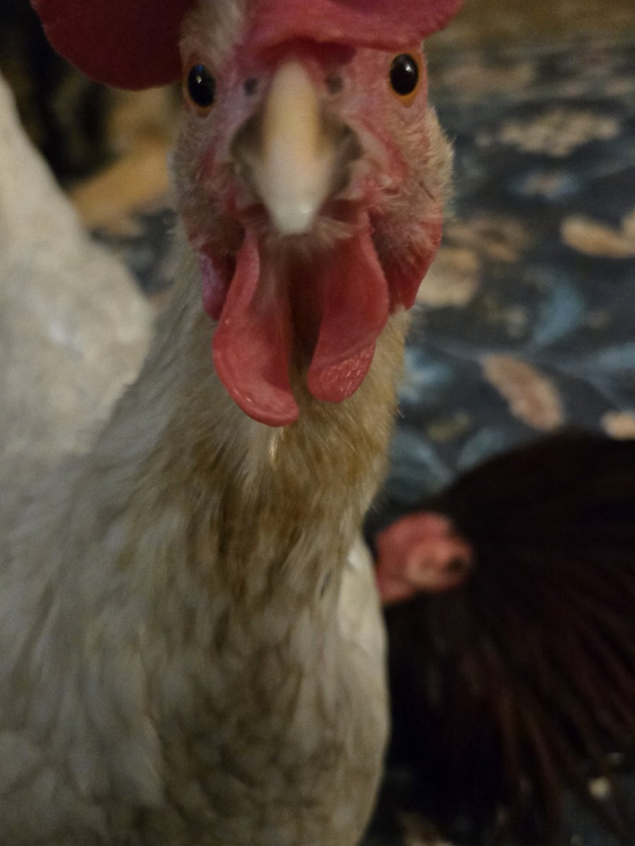 🕸Metro_Mutt🕸 tweet media