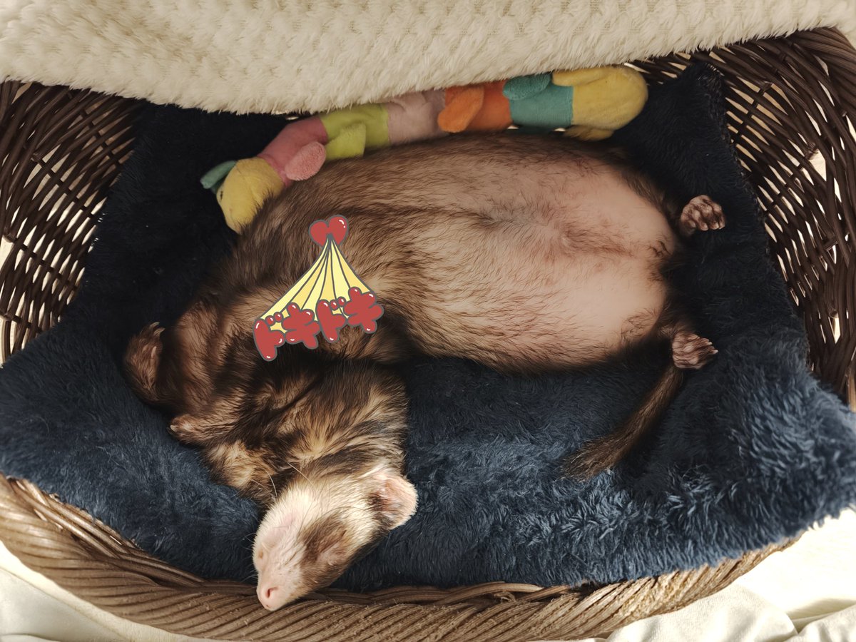 たるとたたん tweet media