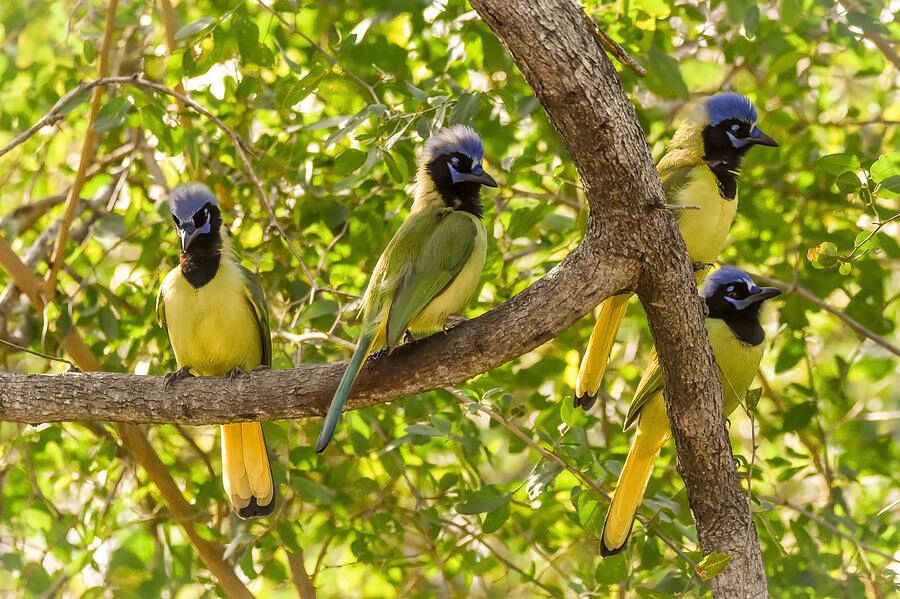 DebraMartz's tweet image. It looked like these Green Jays were all spruced up with blue mohawks on this early morning! 

debra-martz.pixels.com/featured/color… 

#GreenJays #jays #vibrant #colorful #birds #green #yellow #blue #featheredfriends #giftideas @debramartz #birdwatching #SouthTexas nature #photographyisart