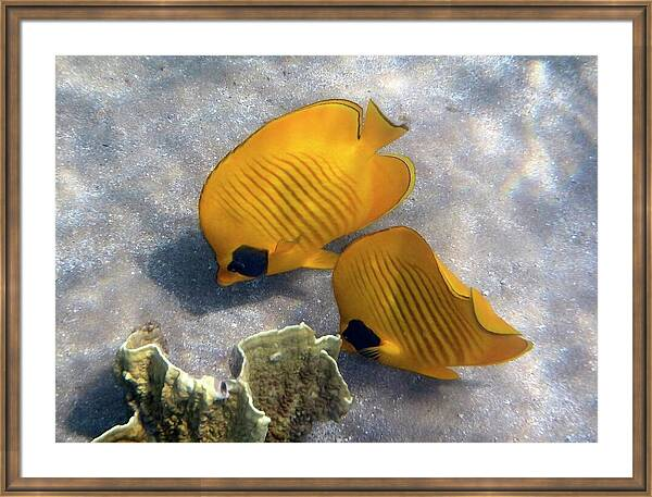 HurmerintaArt's tweet image. The Bluecheeked Butterflyfish.
Closeup photography underwater.
Beautiful on wall art, bags and shirts.
johanna-hurmerinta.pixels.com

#underwater #photography #nature #tropicalfish