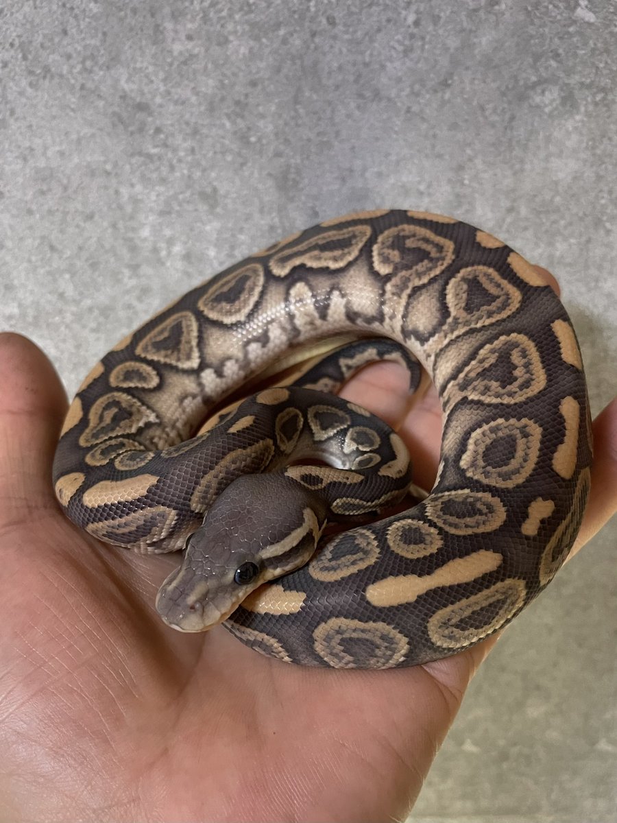 ポンコツあんのうん🐍 tweet media