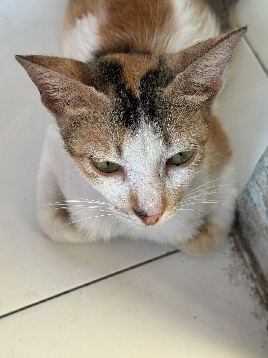 Bunlagii tweet media