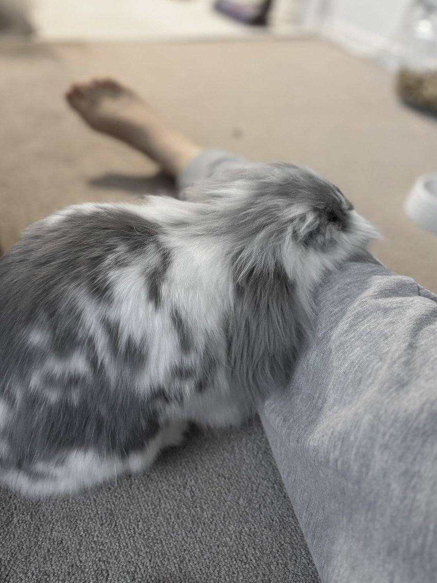 むぅもこ tweet media