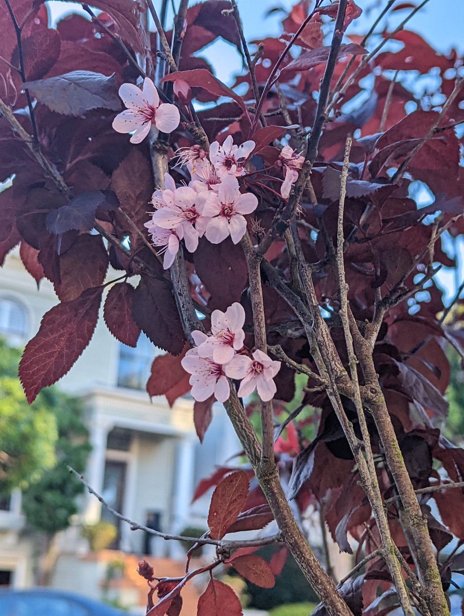 D. A. Powell tweet media