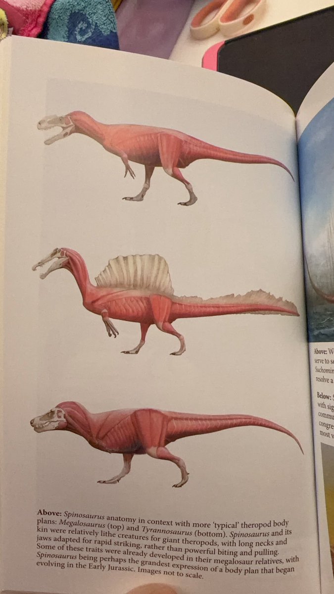 秋山雲【wf2026s】 tweet media