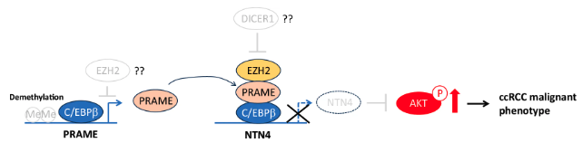 CDD press tweet media