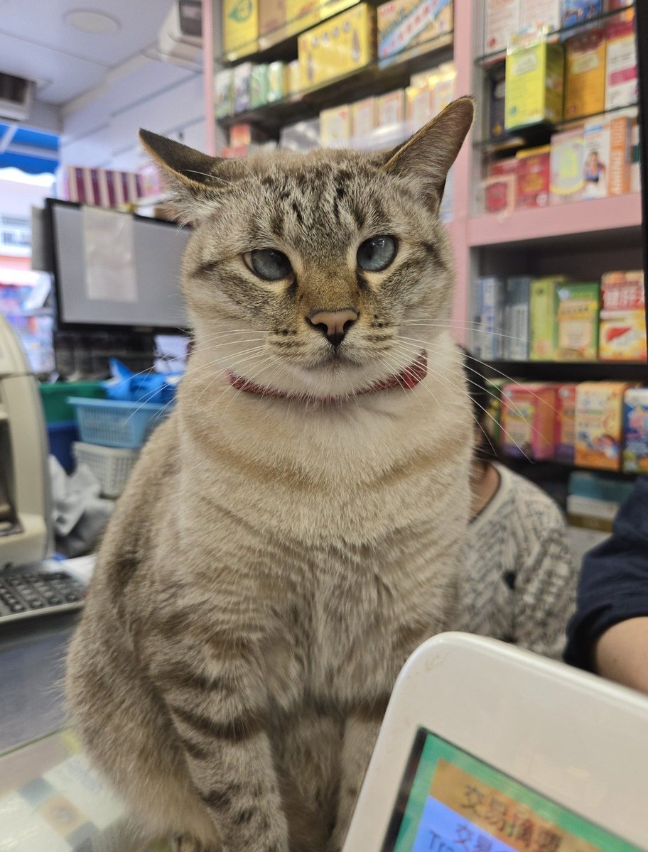 CatWorkers's tweet photo. Bamboozled.

📸 Lin Yau Ng https://t.co/JayPELX6f2