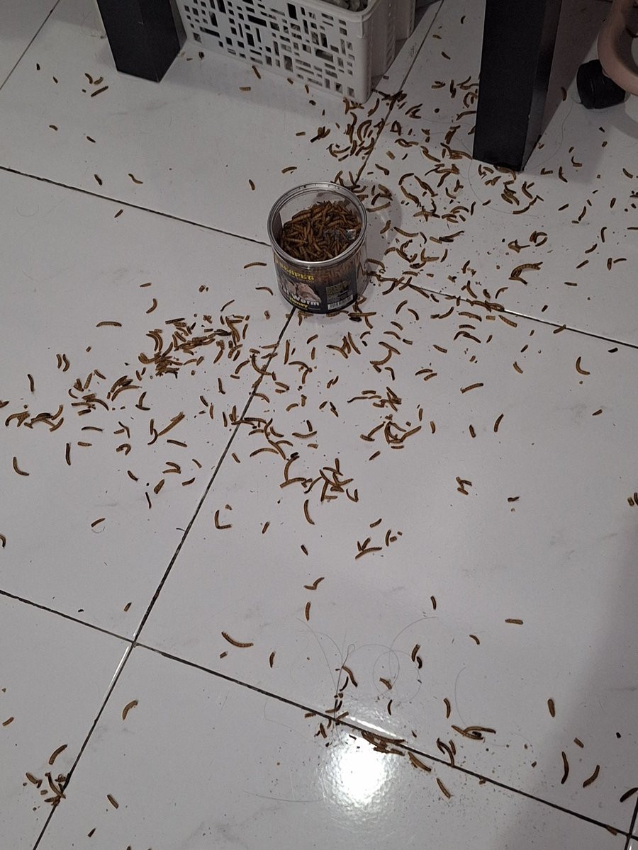 𝓢tar🪽 enel & arlong's ❤︎ tweet media