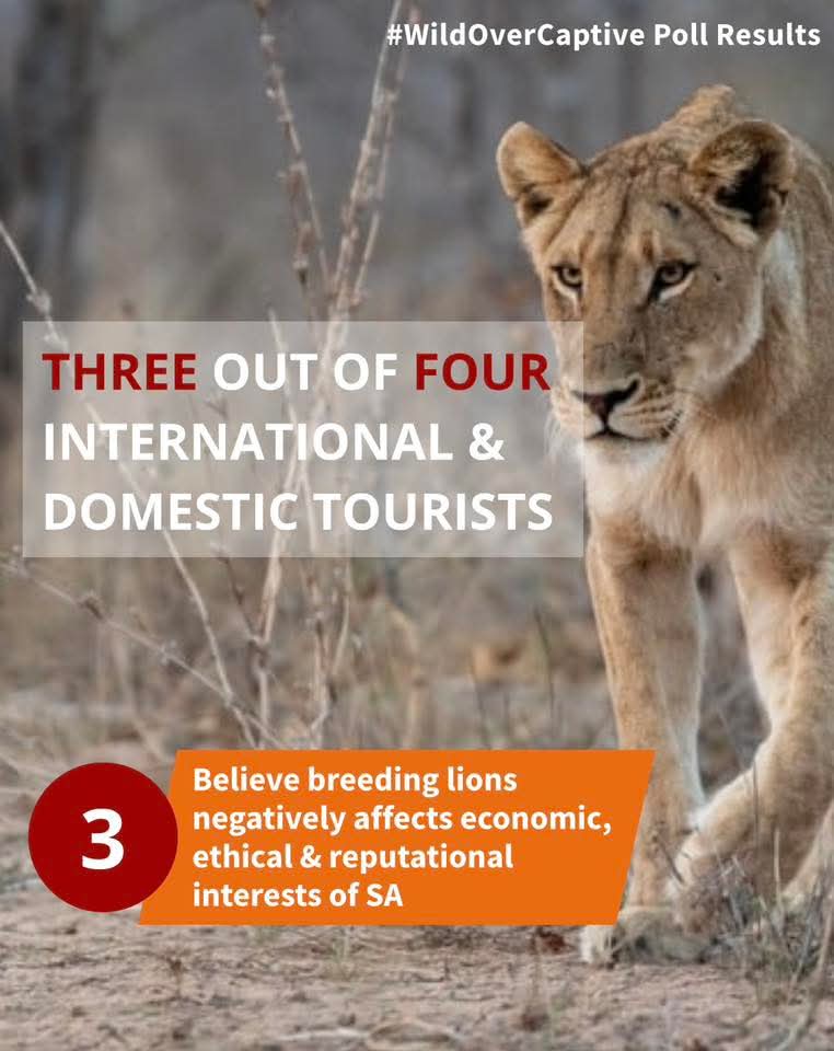 SueSpurgin's tweet photo. #SouthAfrica A new economic poll highlights tourists favour wildlife-friendly tourism. Please share this post to show @GovernmentZA @willieaucamp1 @environmentza that tourists prefer #WildOverCaptive
#CancelCaprivity
Read more π https://t.co/GD7CO4kMF9 https://t.co/ilmwTWZJ5G