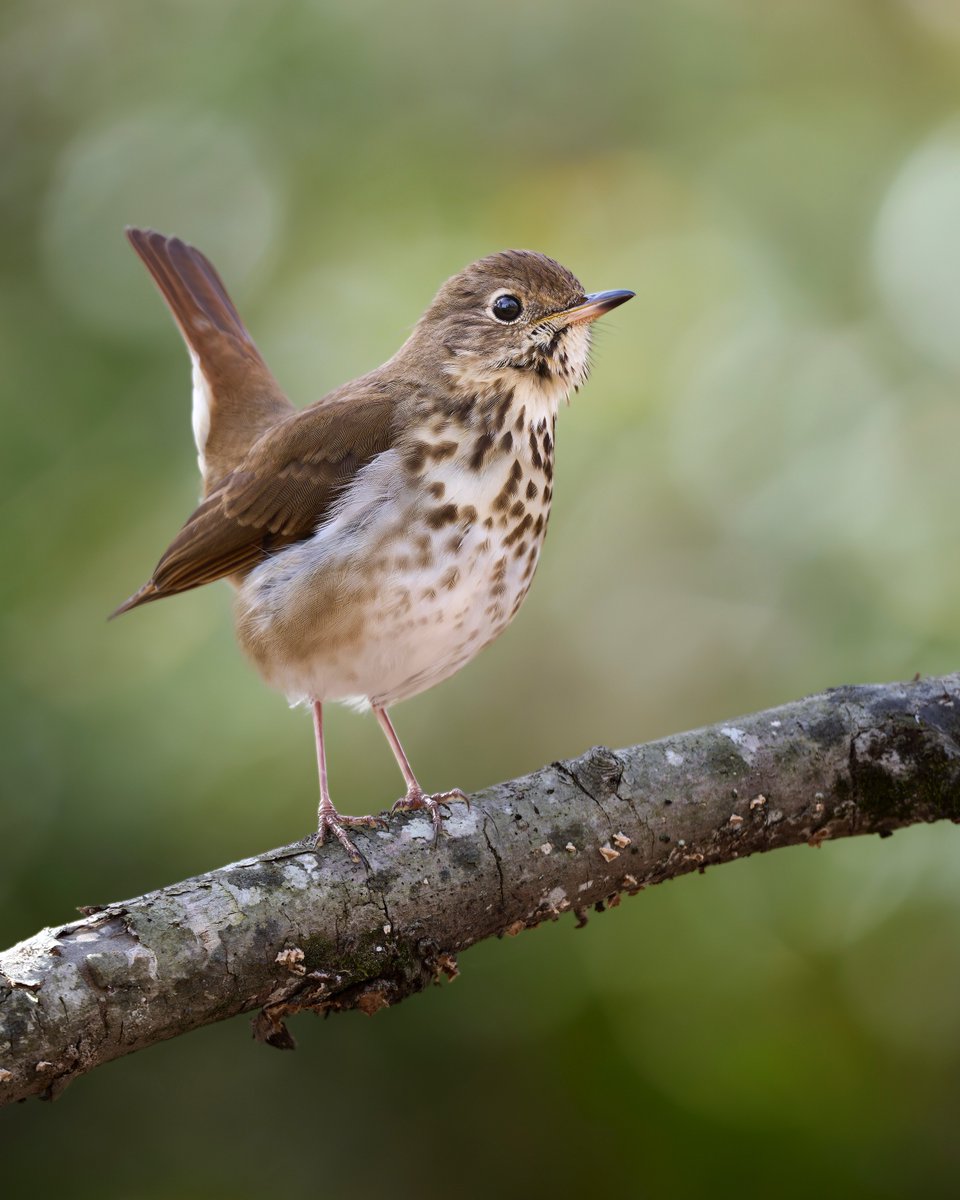 Hermit Thrush