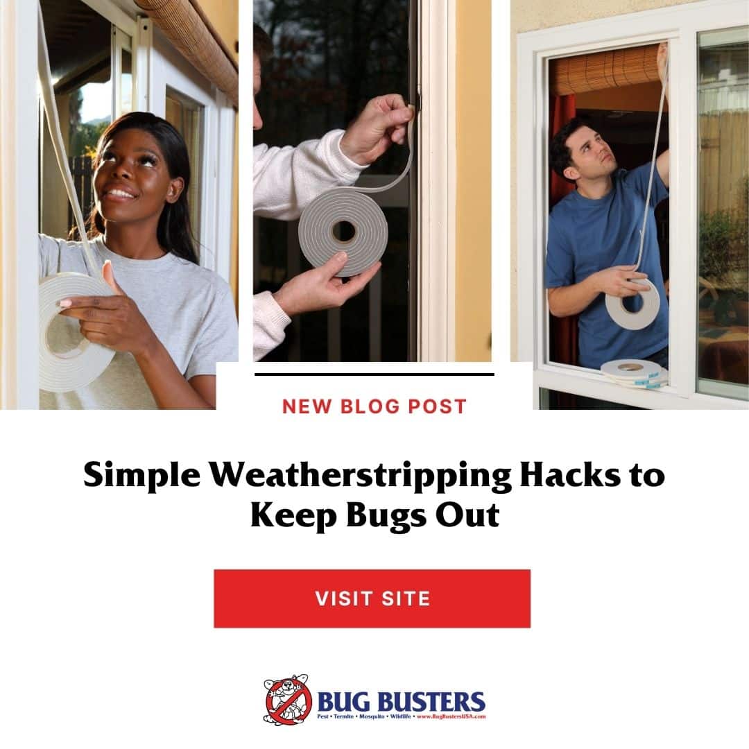 Bug Busters, Inc. tweet media