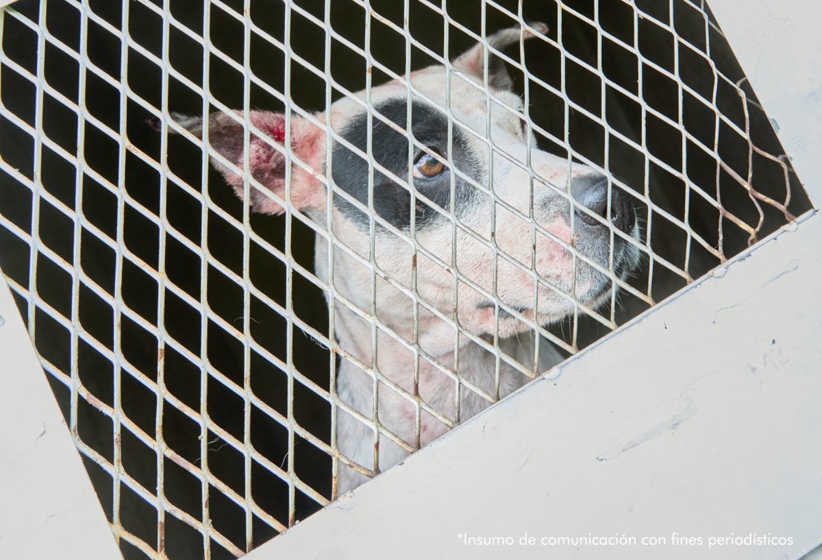 Red+ Noticias tweet media